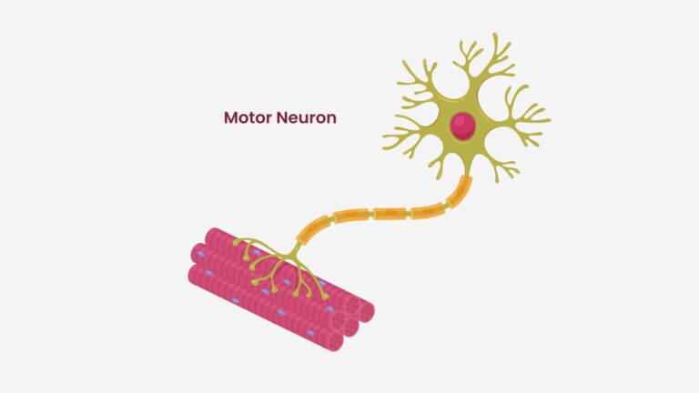 motor neuron illustration
